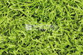 Sizzlepak Lime Groen