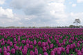 Placemat 30x40cm Tulpenveld