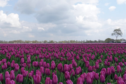 Placemat 30x40cm Tulpenveld
