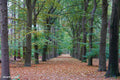 Placemat 30x40cm Bomen