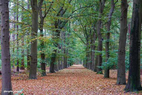 Placemat 30x40cm Bomen