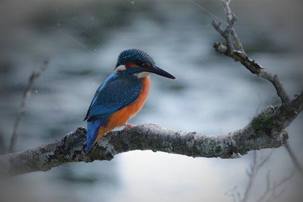 Placemat 30x40cm IJsvogel aan het water