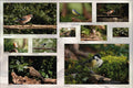 Placemat 30x40cm Verschillende Vogels
