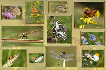 Placemat 30x40cm Verschillende vlinders en insecten