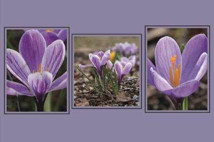 Placemat 30x40cm Krokus