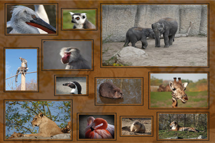Placemat 30x40cm Dierentuin Wilde Dieren