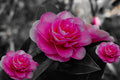 Placemat 30x40cm Camelia