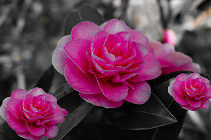 Placemat 30x40cm Camelia