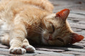 Placemat 30x40cm Poes