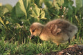Placemat 30x40cm Jonge gans