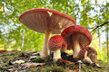 Placemat 30x40cm Paddenstoelen