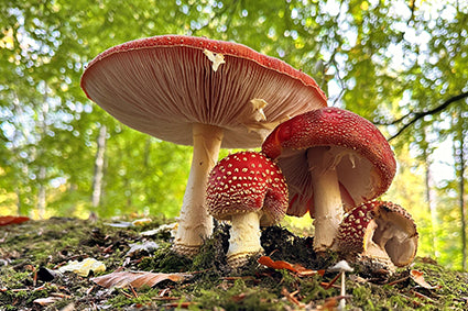 Placemat 30x40cm Paddenstoelen