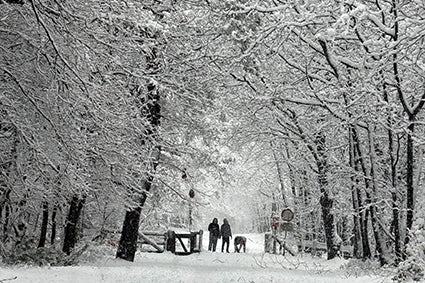 Placemat 30x40cm Sneeuw in het bos